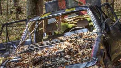 Photo of Man Stunned by Discovery in the Trunk of an Abandoned Car in the Woods