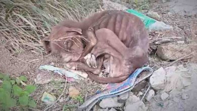 Photo of The Poor Abandoned Dog Trembled In Search Of Life And A Forever Home When It Was Abandoned By Its Cruel Owner ‎