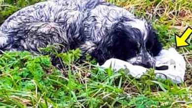 Photo of Mother Dog Sat Beside a Strange Bag & Wouldn’t Stop Crying. Man Checked It & Was So Shocked To See..